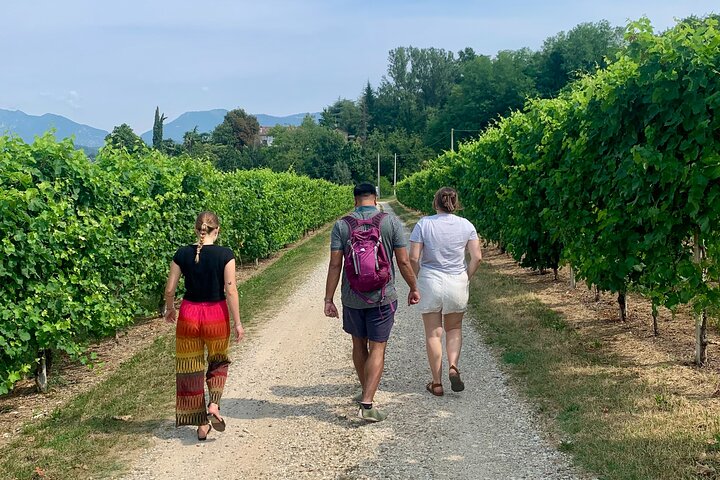 Tour privado todo incluido a Prosecco Hills - 2 bodegas y almuerzo.