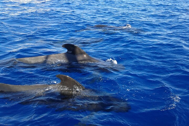 Scoprire le balene a Tenerife: tour in yacht con bagno e pranzo