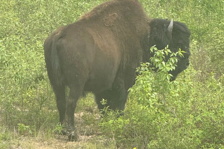 Bison und North Arm Scenic Highway Bustour