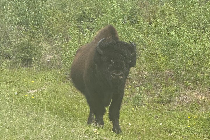 Bison und North Arm Scenic Highway Bustour