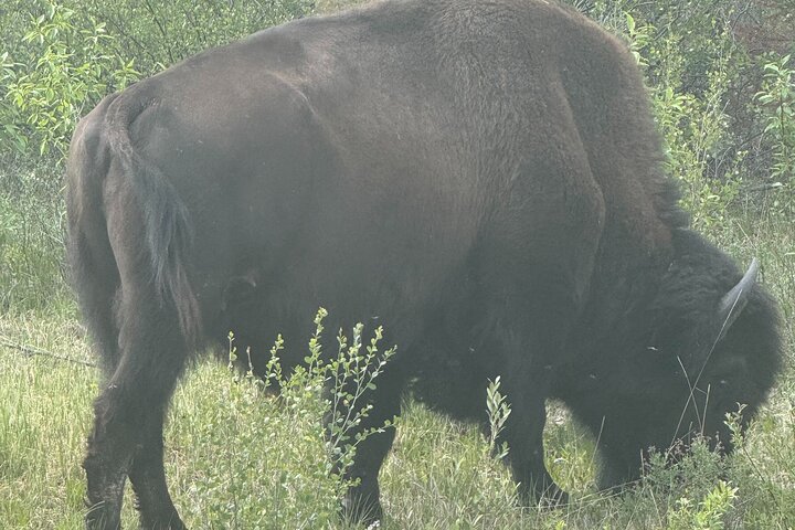 Bison und North Arm Scenic Highway Bustour