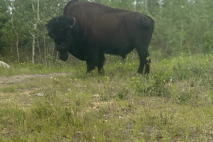 Bison und North Arm Scenic Highway Bustour