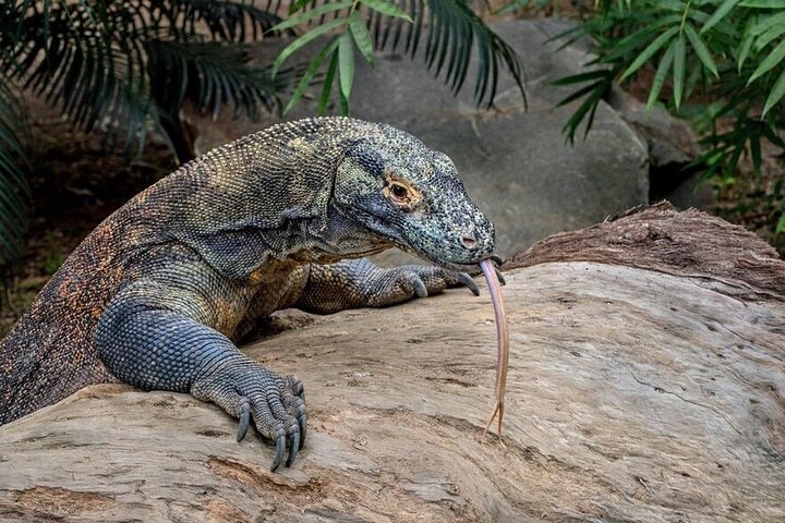 Små gruppe Komodo Fast Boat Tour med Padar Island & Pink Beach
