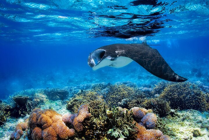 Små gruppe Komodo Fast Boat Tour med Padar Island & Pink Beach
