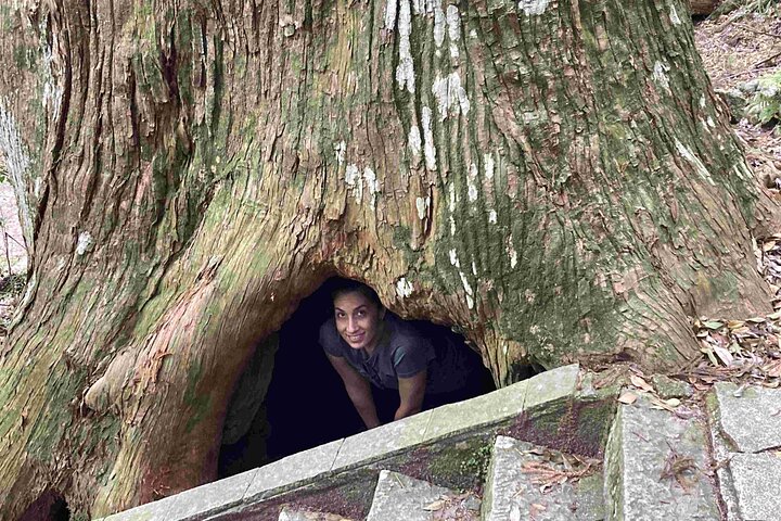 Kumano Kodo Pilgerfahrt in 1 Tag mit lizenziertem Fortgeschrittener