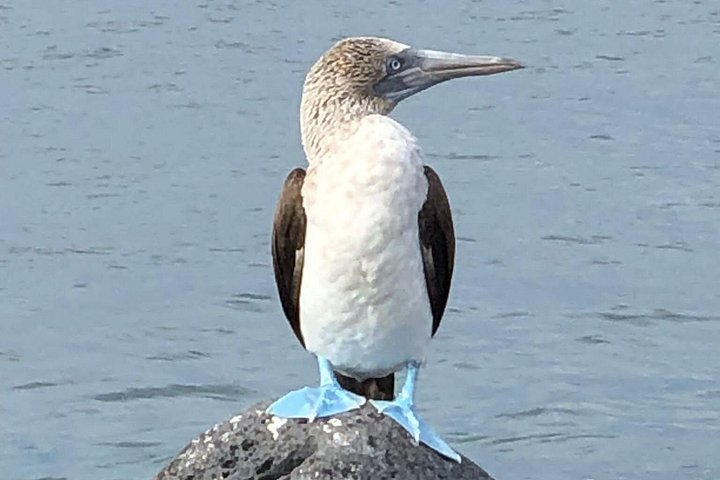 Galapagos & Machu Picchu från MANTA PORT CRUISE SHIP TERMINAL
