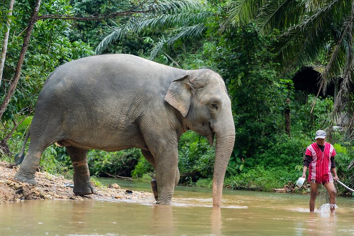 Khao Lak Elephant Sanctuary Bezoek & River Tubing Tour