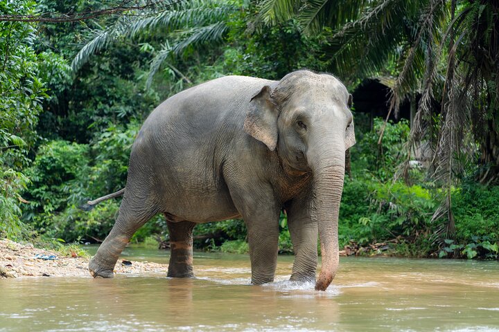 Khao Lak Elephant Sanctuary Bezoek & River Tubing Tour