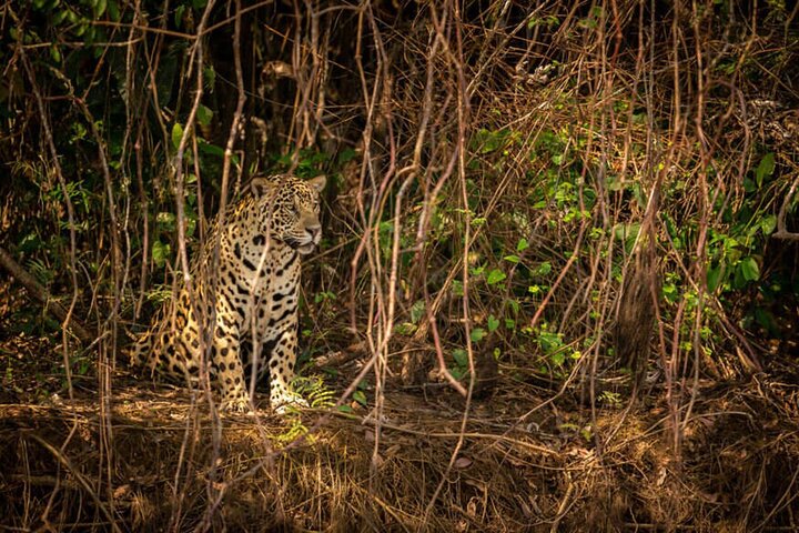 2 - Dagar Vildmarksflykt till Pench National Park från Nagpur