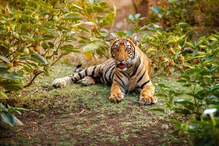 2 - Dagar Vildmarksflykt till Pench National Park från Nagpur