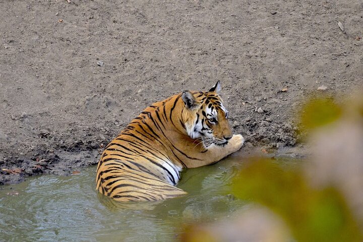2 - Dagar Vildmarksflykt till Pench National Park från Nagpur