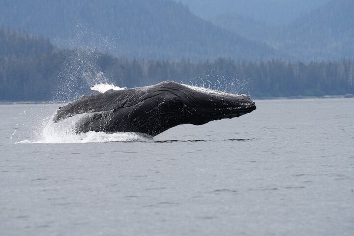 Sitka Walbeobachtung & Wildtier | Am meistgebuchte Tour in Sitka