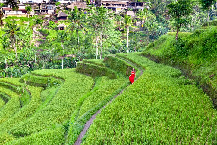 Ubud : All-inclusive privétour met waterval, tempel en rijstterras