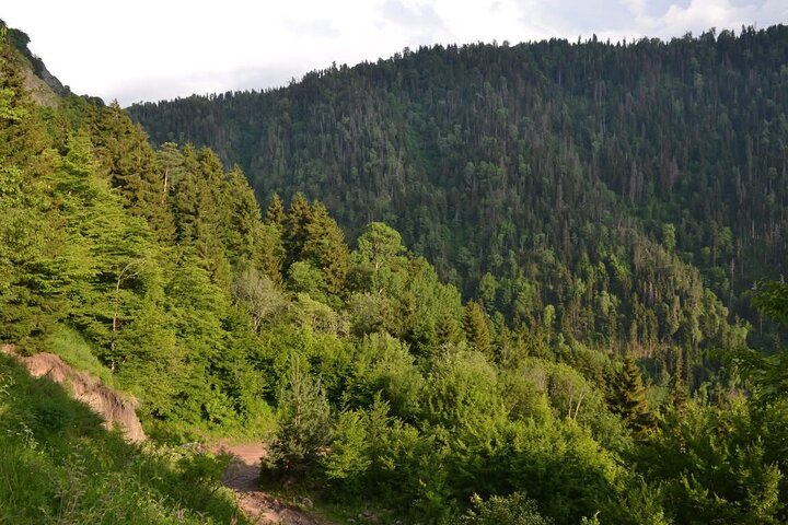 Excursion en jeep dans la montagne Dabadzveli : échappée tout terrain de Borjomi