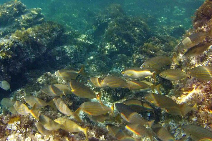 Hoteller i nærheden af Ibiza Snorkeling Beach and Cave Tour