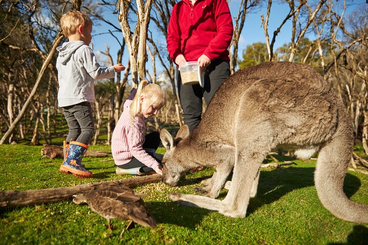 Phillip Island-tour van een hele dag met kangoeroe-, koala- en pinguïnparade