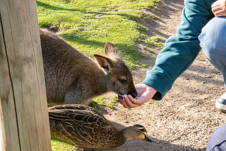 Phillip Island-tour van een hele dag met kangoeroe-, koala- en pinguïnparade