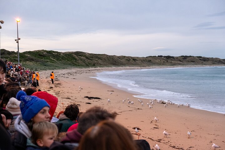 Phillip Island-tour van een hele dag met kangoeroe-, koala- en pinguïnparade