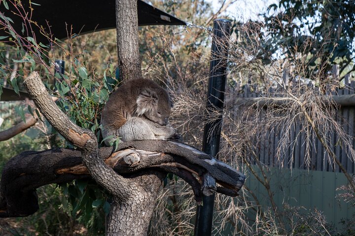 Phillip Island-tour van een hele dag met kangoeroe-, koala- en pinguïnparade