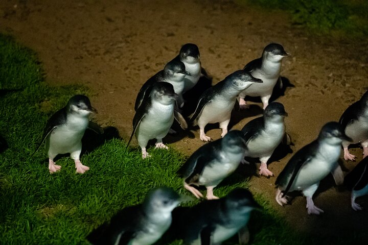 Phillip Island-tour van een hele dag met kangoeroe-, koala- en pinguïnparade