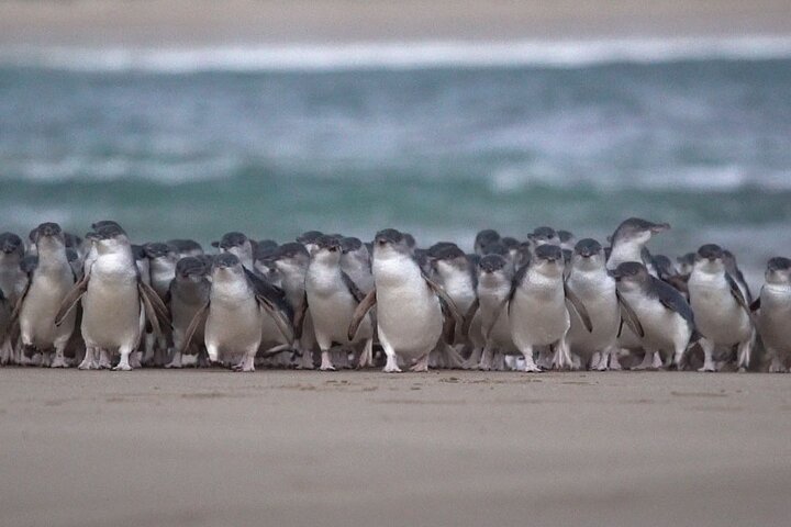 Phillip Island-tour van een hele dag met kangoeroe-, koala- en pinguïnparade