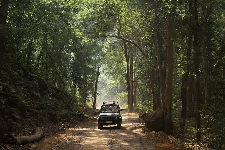 WildlifeSafari i Tadoba, Pench, Kanha og Bandhavgarh NationalPark