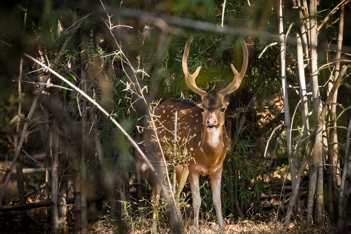 WildlifeSafari i Tadoba, Pench, Kanha og Bandhavgarh NationalPark