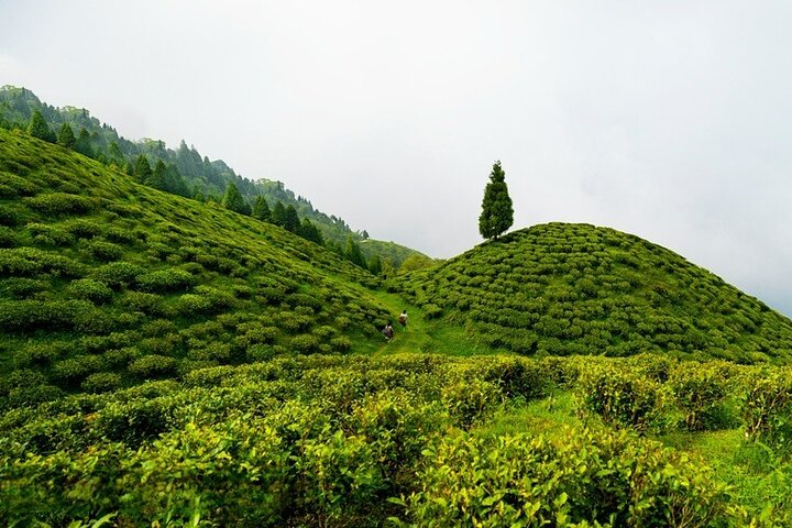 Östlicher Himalaya (Darjeeling, Pelling, Gangtok und Kalimpong)