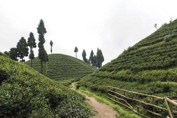 Östlicher Himalaya (Darjeeling, Pelling, Gangtok und Kalimpong)