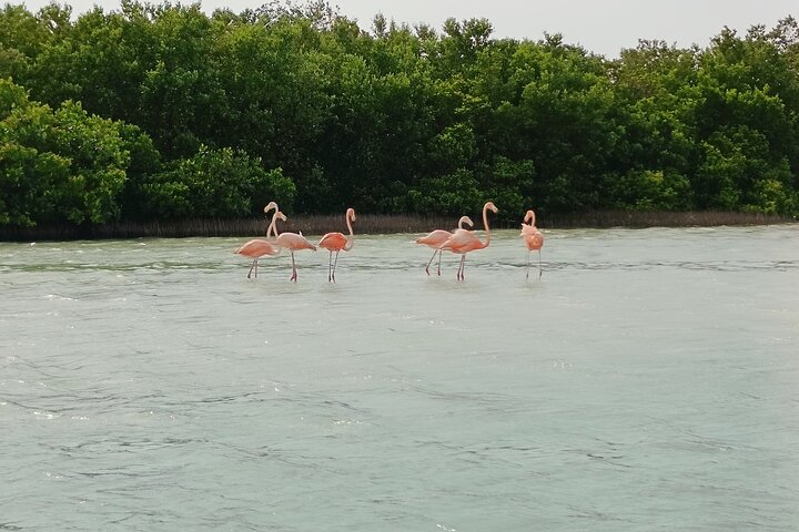 Tour naturalistico a Río Lagartos: coccodrilli e fenicotteri