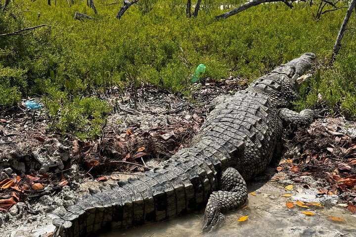 Tour naturalistico a Río Lagartos: coccodrilli e fenicotteri