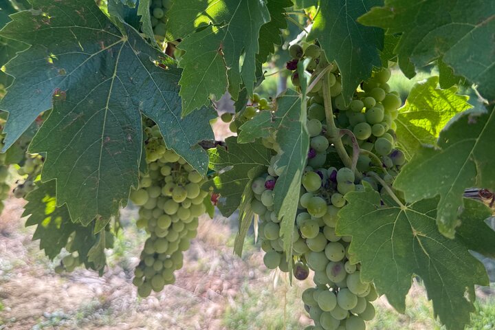Tour privado del vino Chianti con traslados desde Florencia