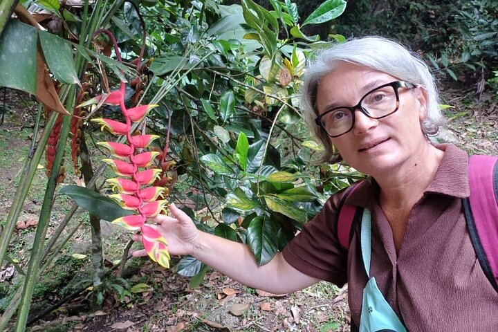 Excursion d'une journée à Cameron Highlands au départ d'Ipoh avec déjeuner et forêt moussue