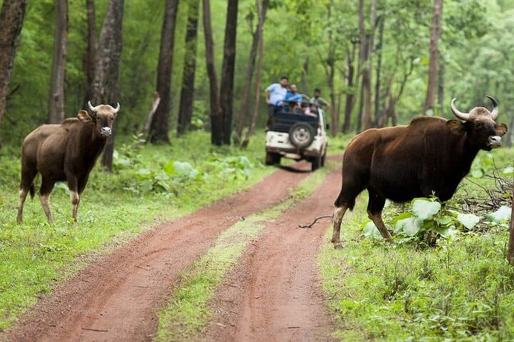 WildlifeSafari i Tadoba, Pench, Kanha og Bandhavgarh NationalPark