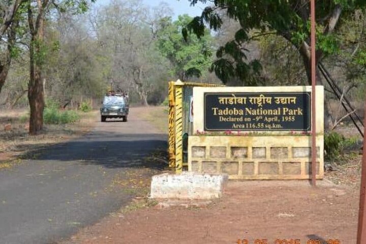 WildlifeSafari i Tadoba, Pench, Kanha og Bandhavgarh NationalPark