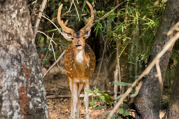 WildlifeSafari i Tadoba, Pench, Kanha og Bandhavgarh NationalPark