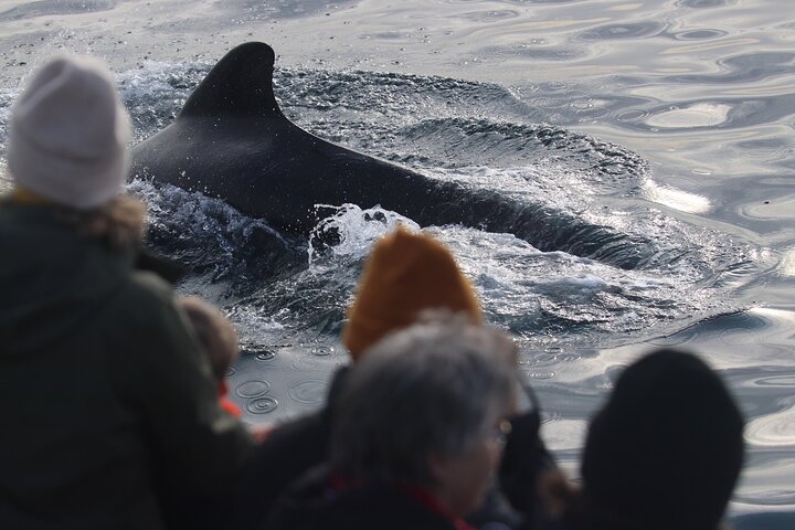 Andenes Whale Safari: Arctic Whale Watching Tour in Vesterålen