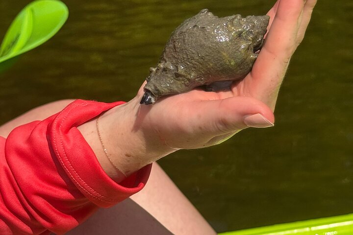 Bonita Springs Eco Kayak tur – beste utstyr, premium og klare kajakker