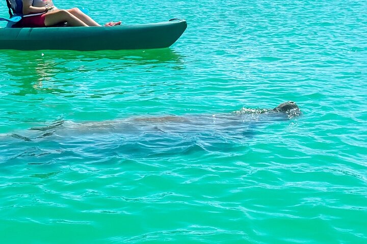 Bonita Springs Eco Kayak tur – beste utstyr, premium og klare kajakker