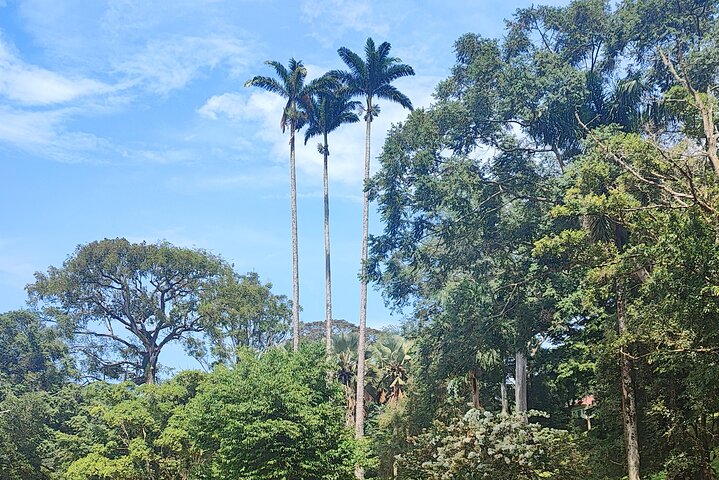 Tour a piedi del giardino botanico privato nella città di Entebbe