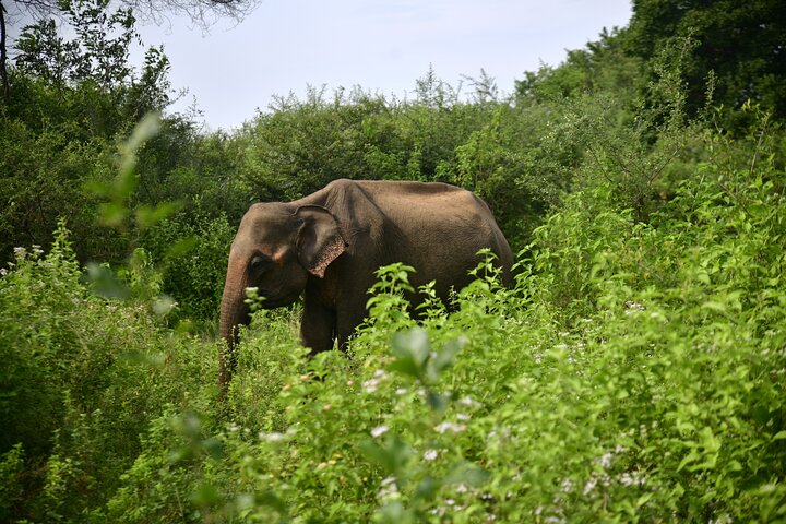 Restauranter i nærheten av Udawalawe National Park