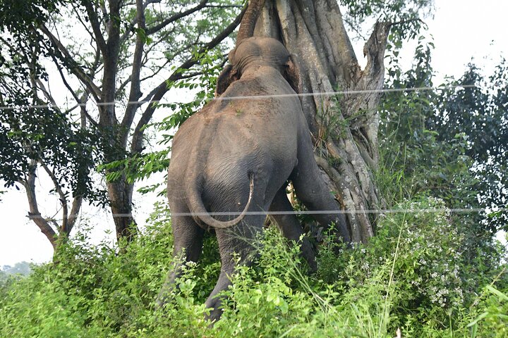 Restauranter i nærheten av Udawalawe National Park