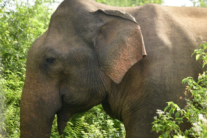 Restauranter i nærheten av Udawalawe National Park