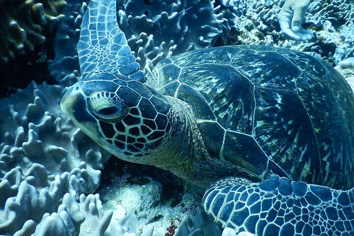 Dykkeroplevelse på Ishigaki Island ~ Tilgængelig selv om vinteren ~ Uanset regn ~ Udstyrsleje inkluderet ~ Brusere tilgængelige ~ Gratis billeder ~
