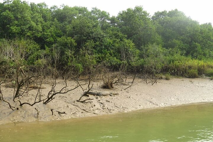 Calcutta à Bhubaneshwar via la réserve de tigres et la forêt de mangroves