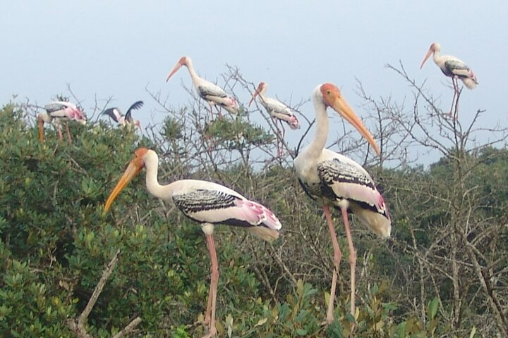 Calcutta à Bhubaneshwar via la réserve de tigres et la forêt de mangroves