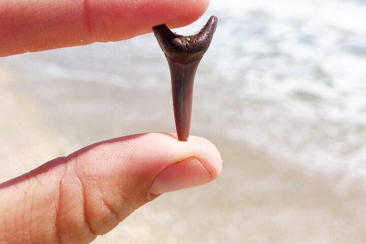 Tour di caccia ai denti di squalo e alle conchiglie a Charleston, SC