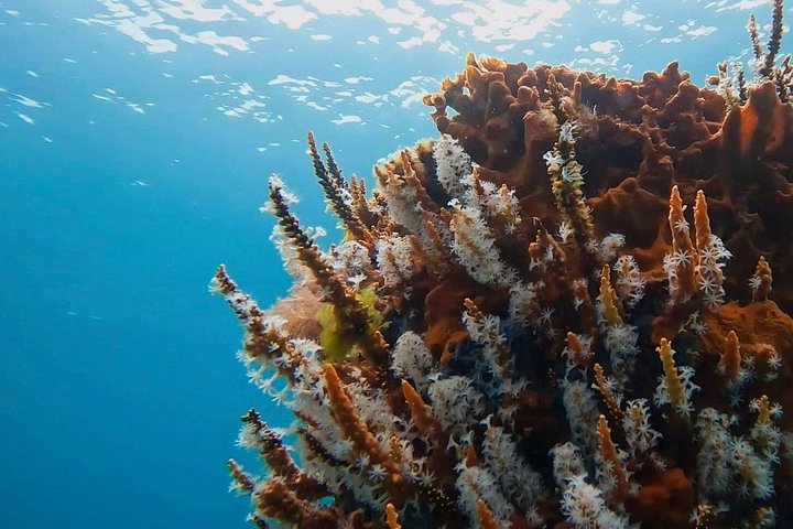 Busselton Jetty and Underwater Sculptures Snorkel Boat Tour