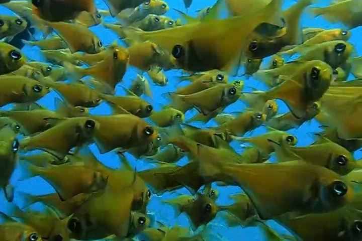 Busselton Jetty and Underwater Sculptures Snorkel Boat Tour