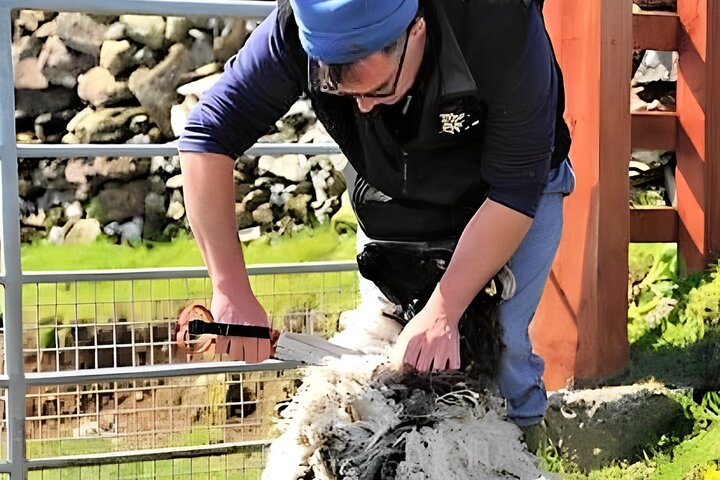 Besök traditionell fårfarm med fårhundsdemo. Galway.